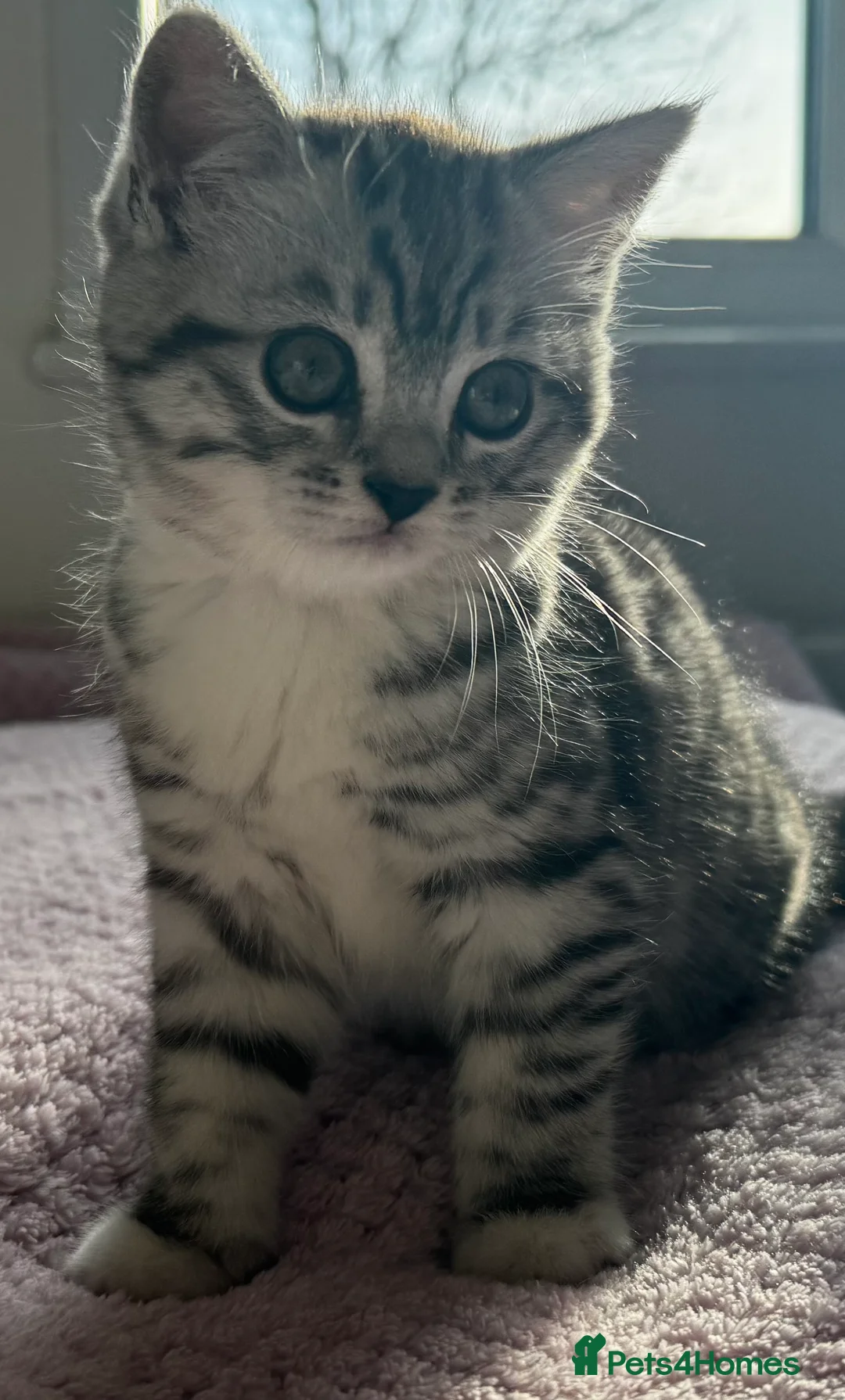 British Shorthair cats for sale: Kittens British Shorthair  - Advert 6