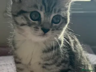 British Shorthair cats Kittens British Shorthair - Advert 7