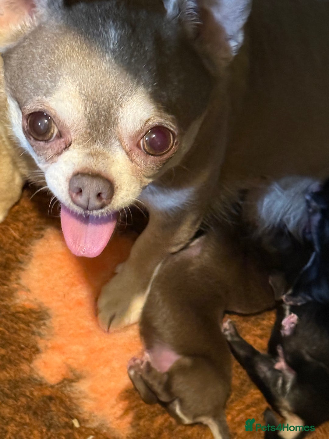 Chihuahua dogs for sale: For sale  - Advert 1