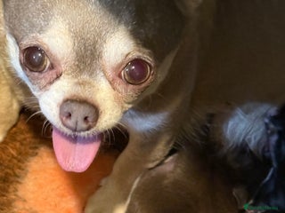 Chihuahua dogs For sale - Advert 1