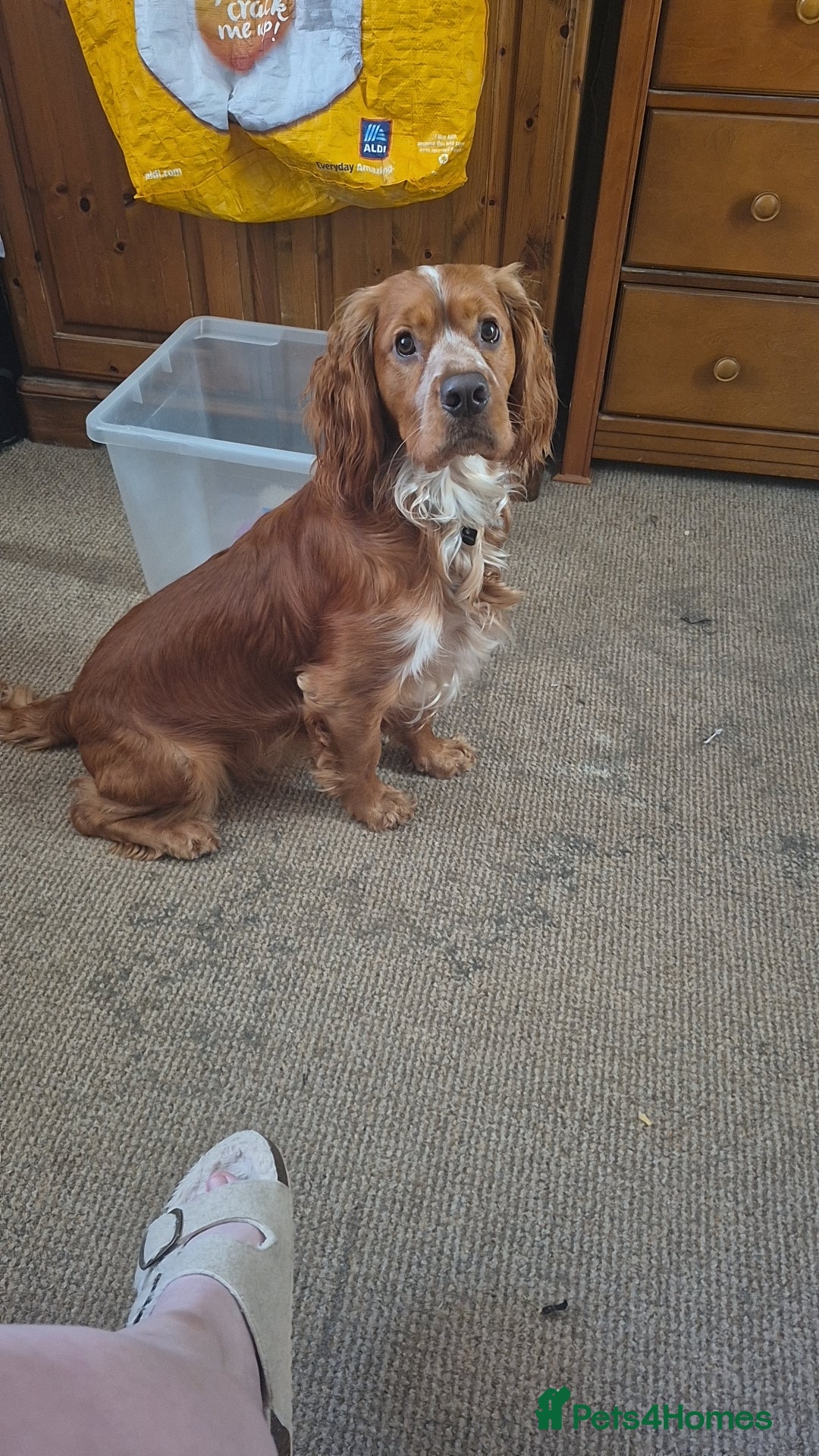 Cocker Spaniel dogs for stud: Cocker spaniel for stud  - Advert 6