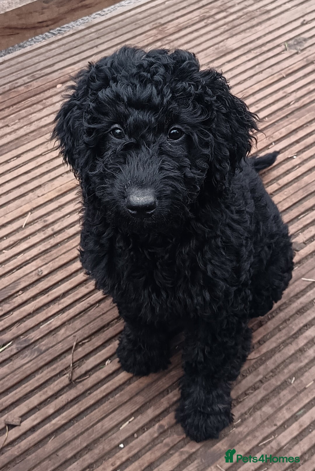 Australian Labradoodle dogs for sale: Health Tested ✔️ BOTH✔️ Parents HIP& ELBOW scored - Advert 5