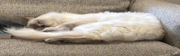 Ragdoll cats for sale: Lilac Ragdoll  - Advert 4
