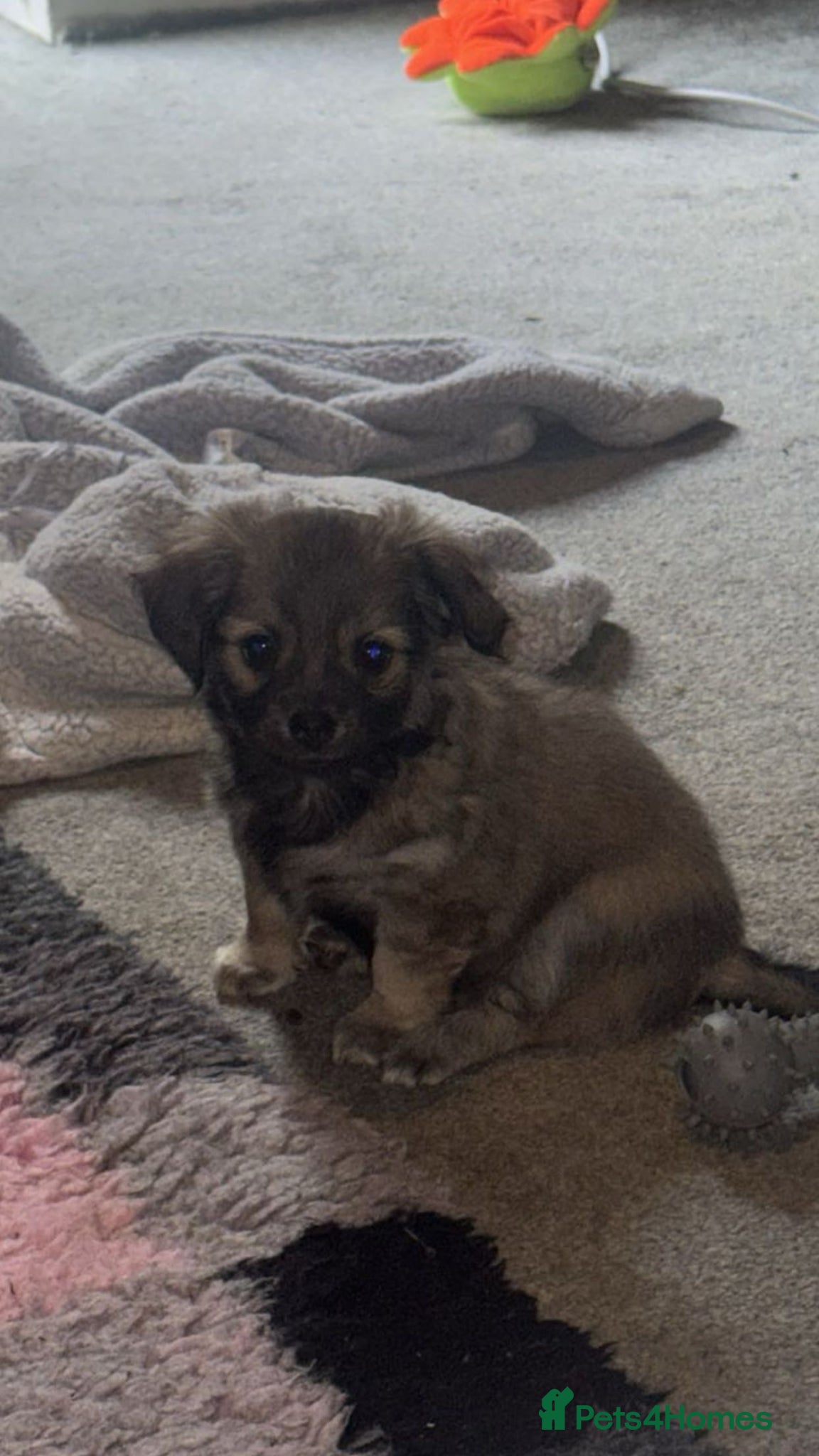 Chorkie dogs 🐶STUNNING LAST PUP BOY🐶 - Advert 2