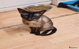 Mixed Breed cats for sale: Mixed breed kittens siamese cross Oriental  - Image 2
