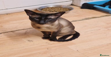 Mixed Breed cats - Advert 8