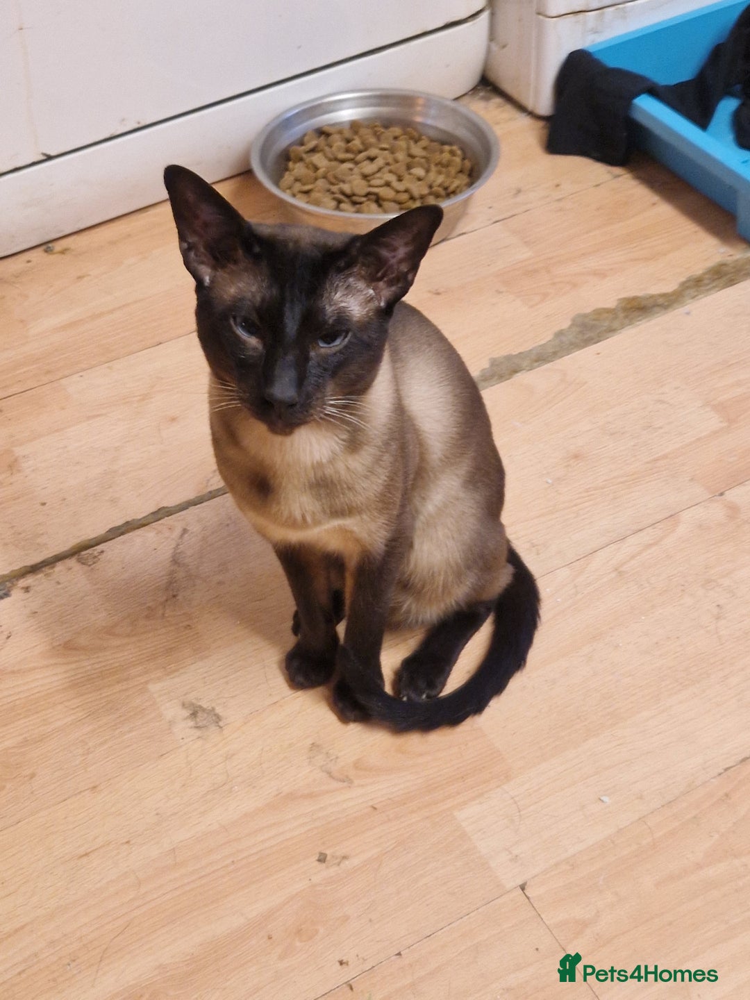 Mixed Breed cats for sale: Mixed breed kittens siamese cross Oriental  - Image 2