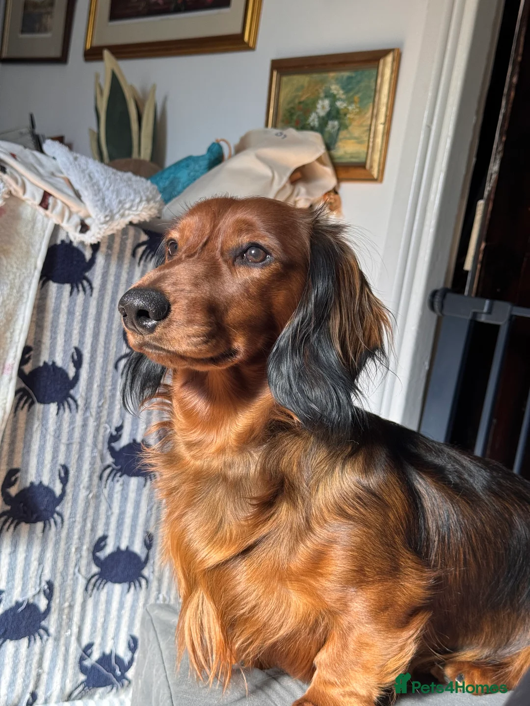 Dachshund dogs for sale: Charlie the Dachshund  - Advert 11