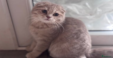 Scottish Fold cats in Croydon - Advert 13