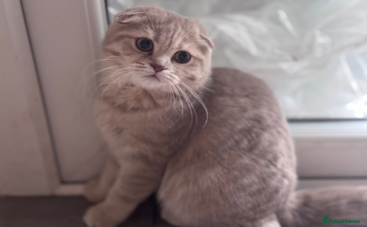 Scottish Fold cats in Croydon - Advert 2