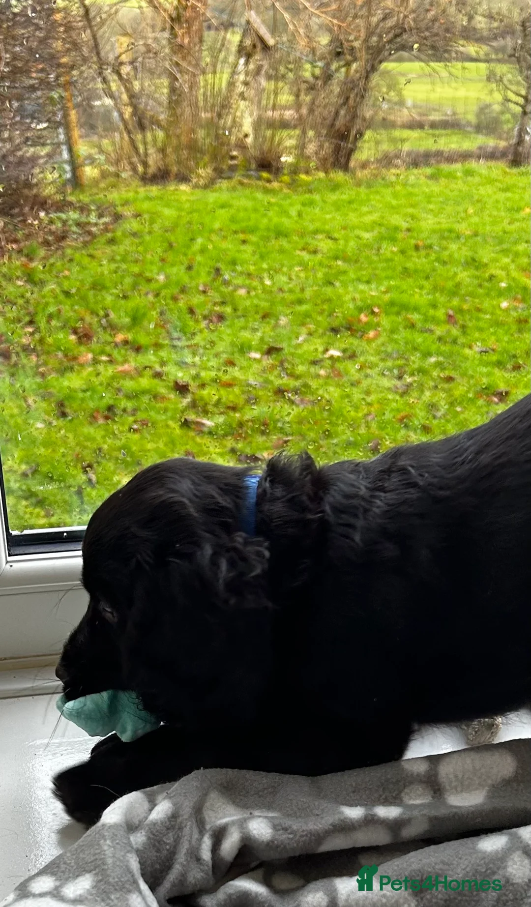 Cocker Spaniel dogs for sale: ✨ Cuddles Await from our Cocker Spaniel Pups  - Advert 15