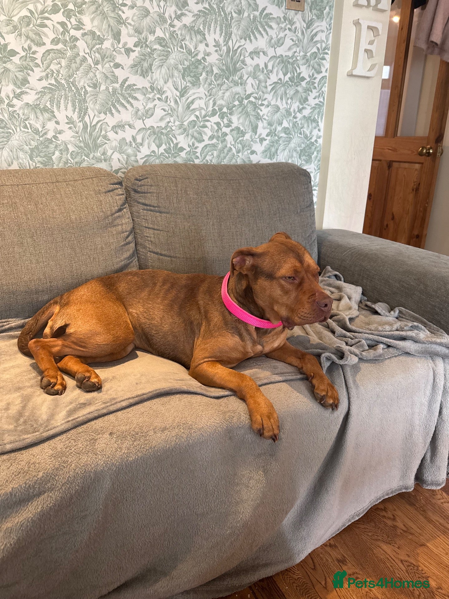 Mixed Breed dogs for sale: Staff x red lab 2 years 9 months old  - Advert 1