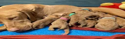 Hungarian Vizsla dogs for sale: Vizsla Puppies Looking for Their Forever Homes 🐾 in Saint Asaph - Advert 7