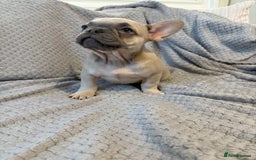 French Bulldog dogs for sale: French bulldog puppies for sale  - Image 3