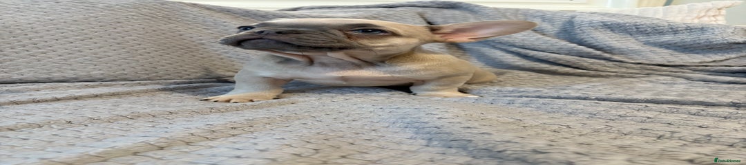 French Bulldog Puppy 2