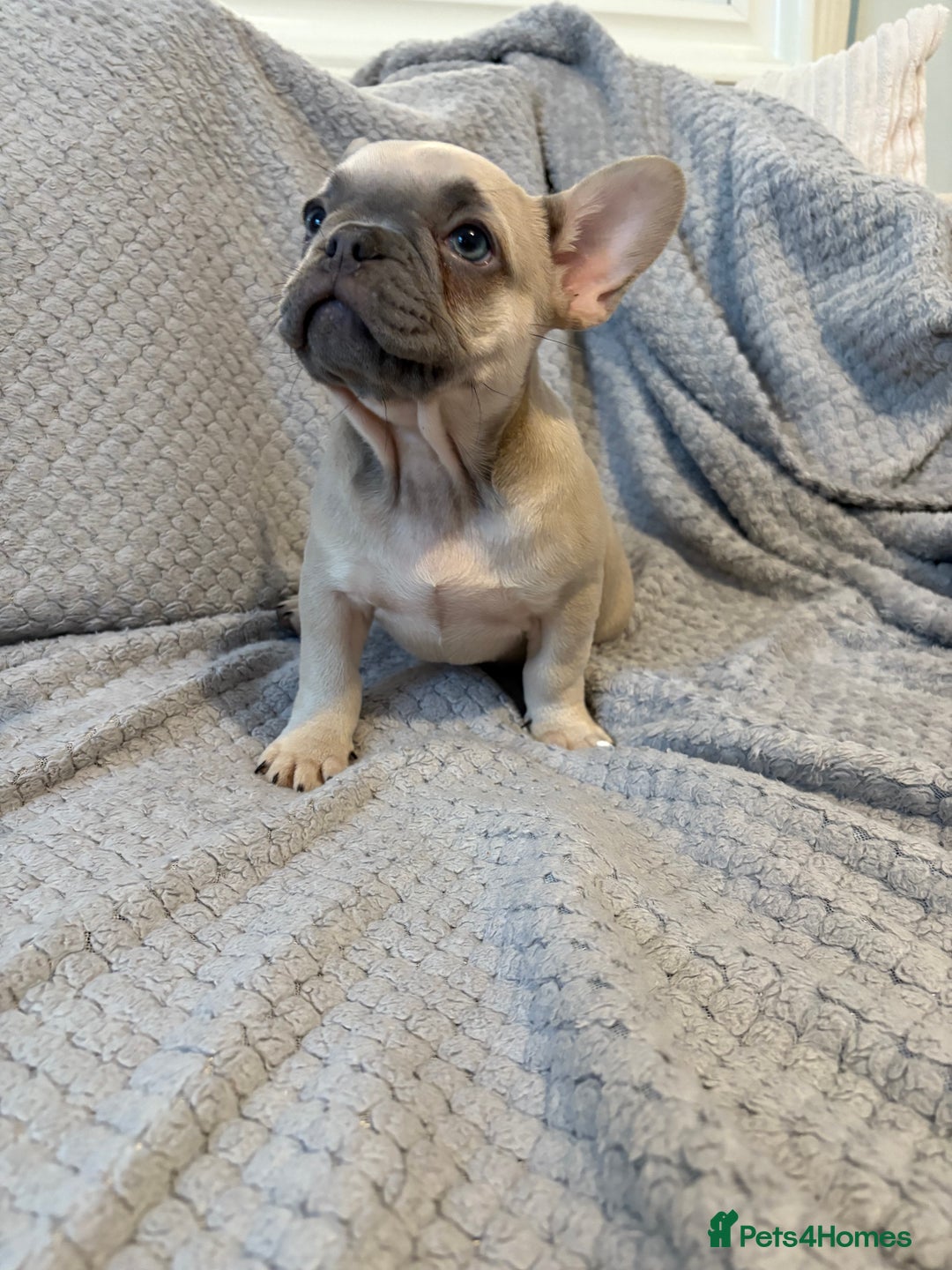 French Bulldog dogs for sale: French bulldog puppies for sale  - Image 3