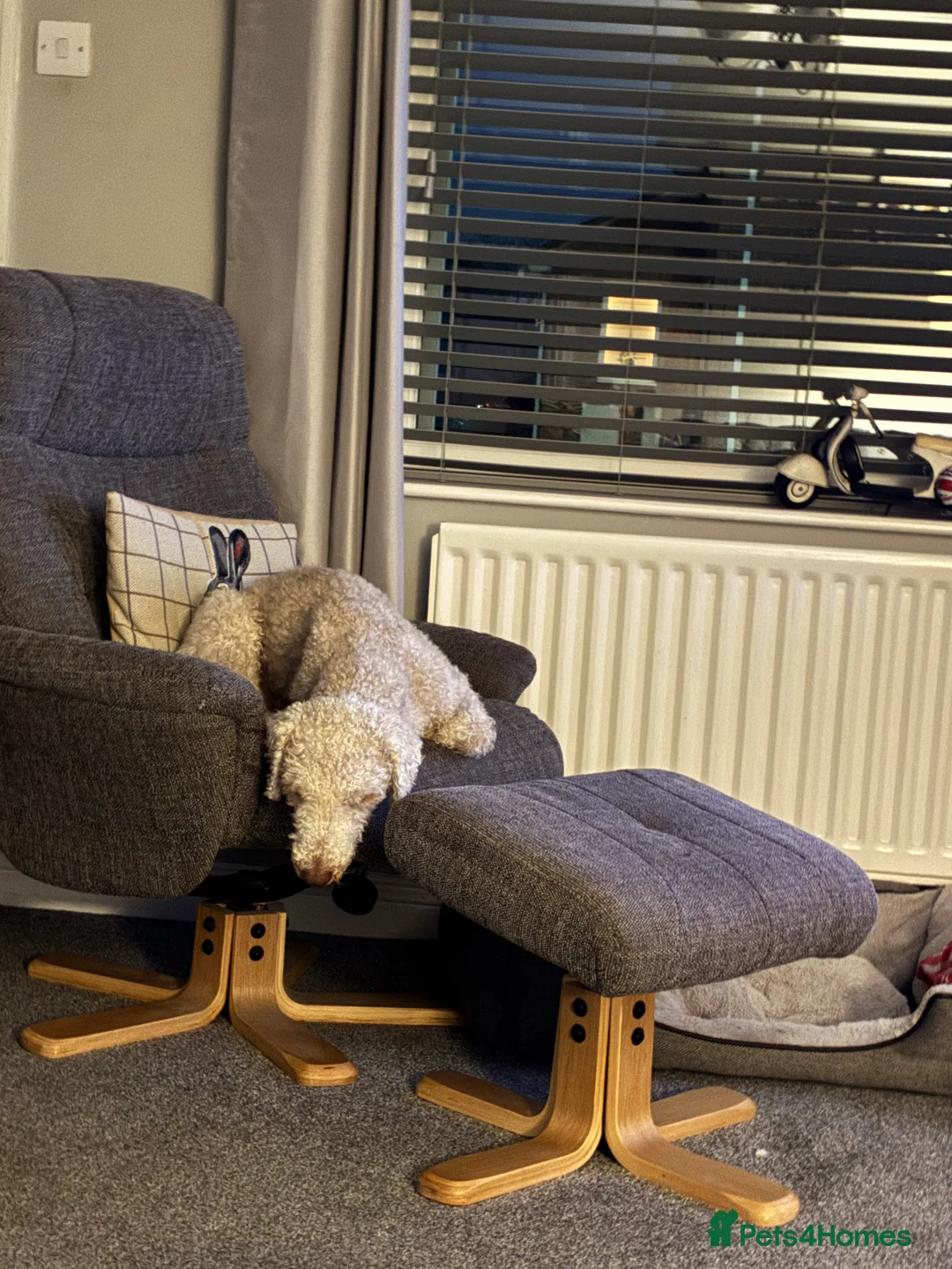 Bedlington Terrier dogs for stud: Bedlington Terrier Stud - Liver - AGE 6 - CT CLEAR in Darlington - Advert 13