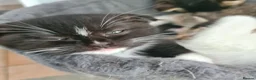 Scottish Fold cats for sale: 6 Scottish fold kittens - Advert 8