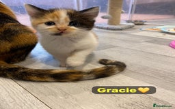 Mixed Breed cats for sale: 7 Beautiful Kittens 🩷💙 - Image 23