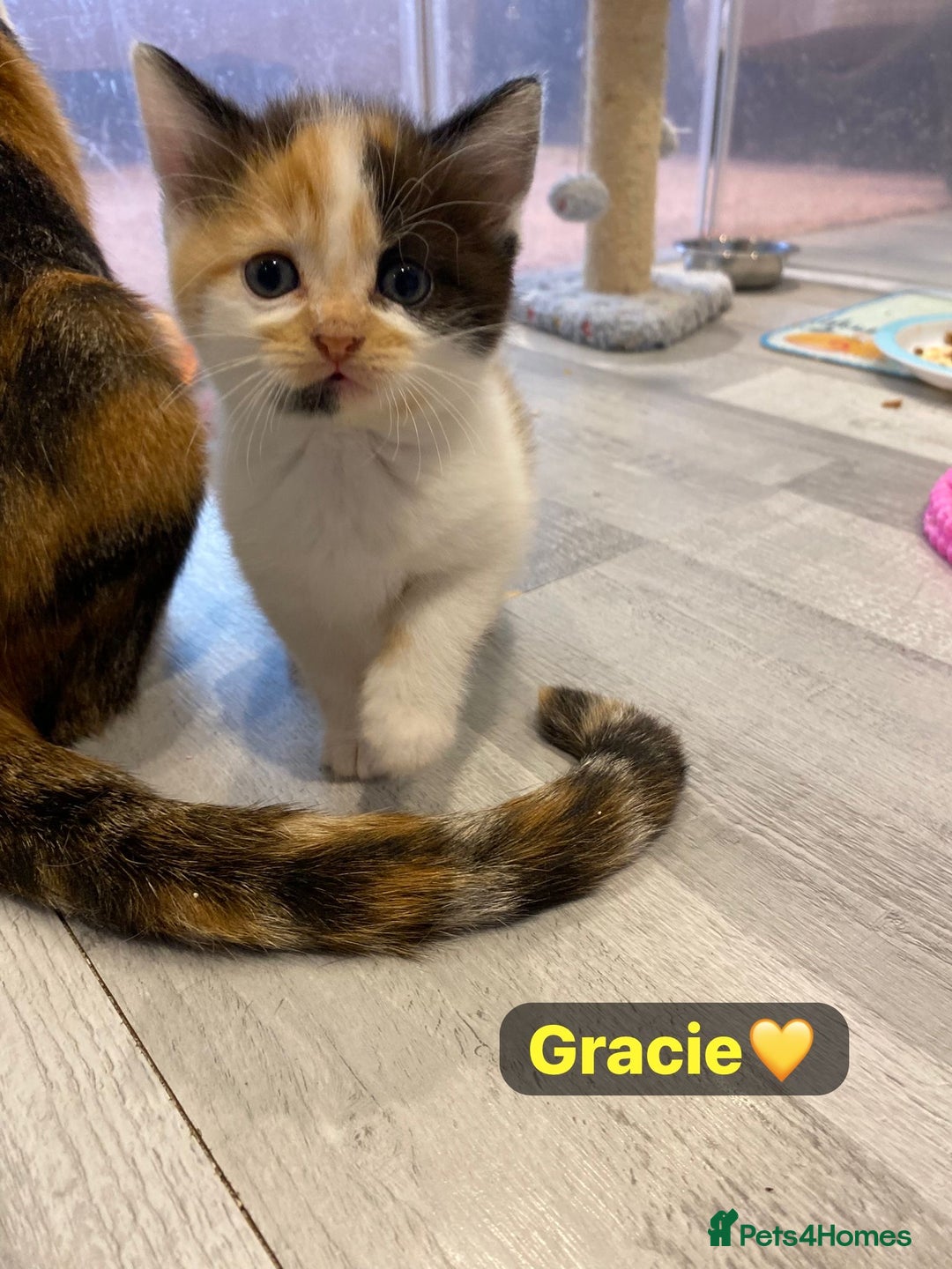 Mixed Breed cats for sale: 7 Beautiful Kittens 🩷💙 - Image 23