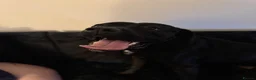 Cane Corso dogs for sale: Luna - Cane Corso - Rehoming in Grimsby - Advert 6