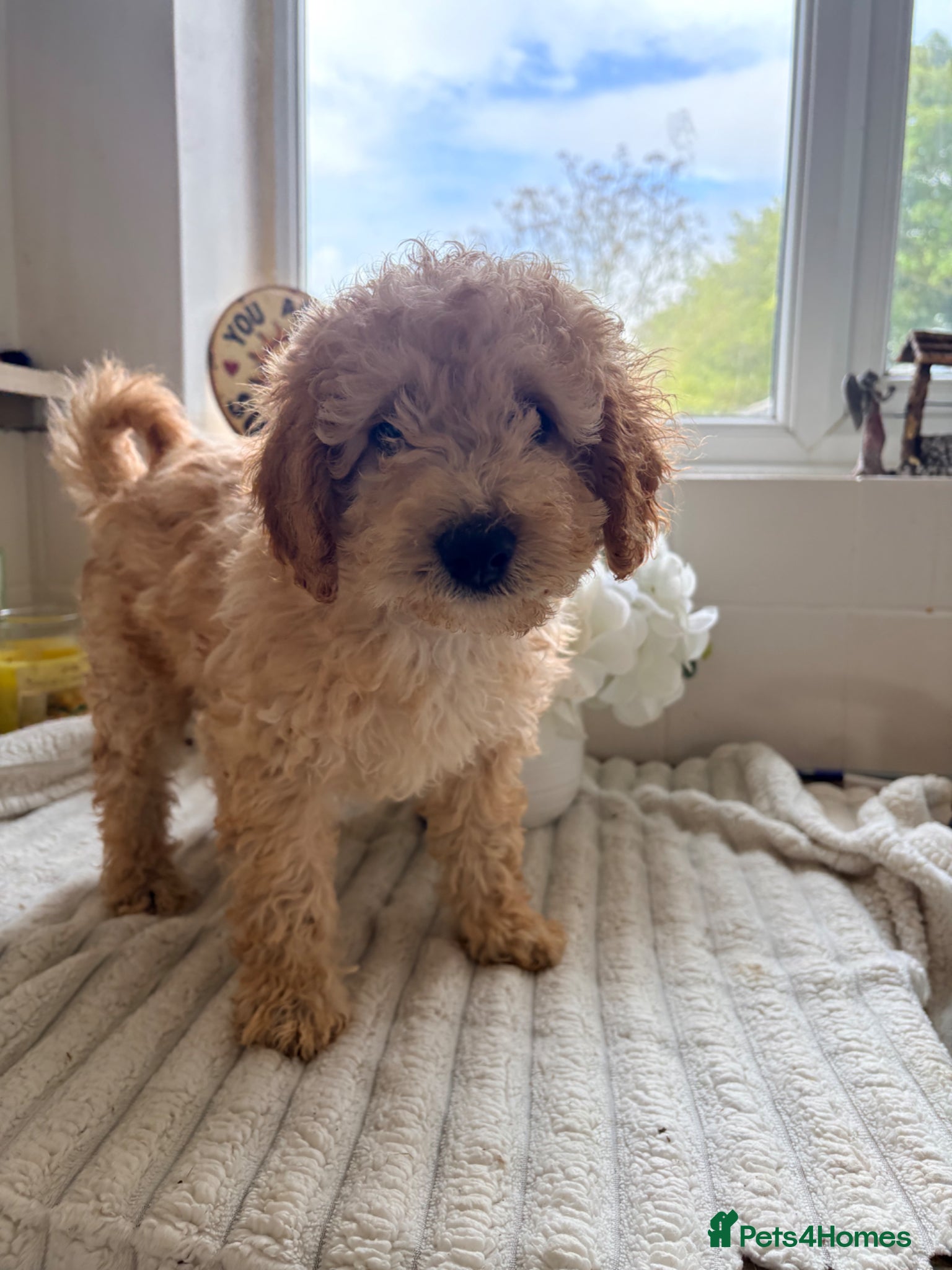 Cockapoo dogs F1B cockapoos ready for homes now one boy left - Advert 4