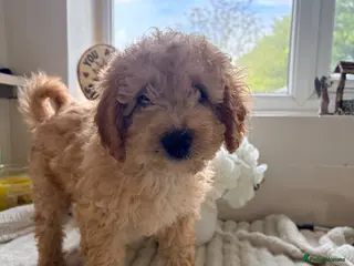 Cockapoo dogs F1B cockapoos ready for homes now one boy left - Advert 4