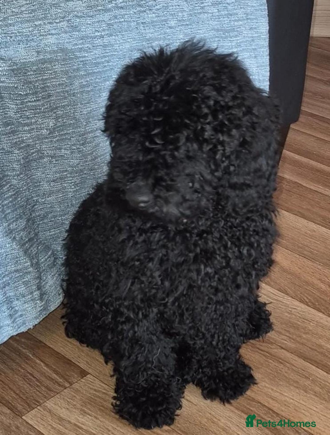 Mixed Breed dogs for sale: Miniature.Poodle  - Image 2