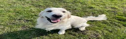 Golden Retriever dogs for sale: Due 01/04 a litter of beautiful Golden retrievers  - Advert 16