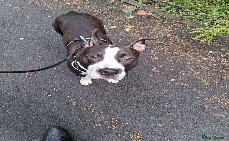 American Bull Staffy dogs - Advert 2