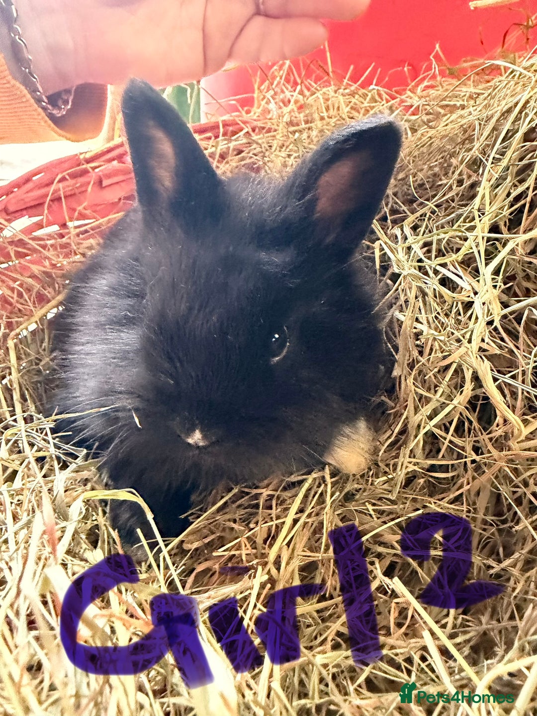 Lionhead rabbits for sale: Last 3 Lionhead baby rabbits ready new years eve - Advert 2