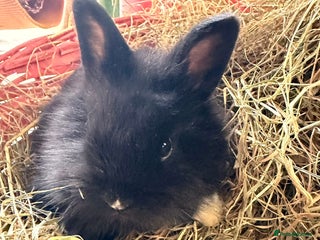 Lionhead rabbits Last 2 female pure lionheads ready 3rd January - Advert 17