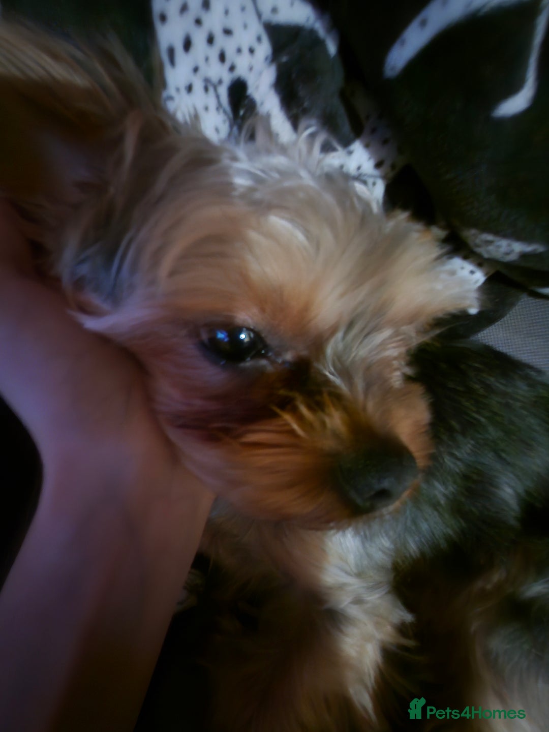 Yorkshire Terrier dogs for stud: Handsome Yorkshire Junior - Advert 2