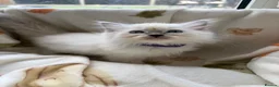 Ragdoll cats for sale: ✨ Beautiful GCCF Ragdoll Kittens from Serenity✨ - Advert 17
