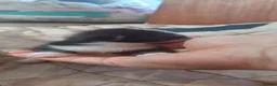 Mixed Breed cats for sale: Black and white kittens  in Norwich - Advert 4