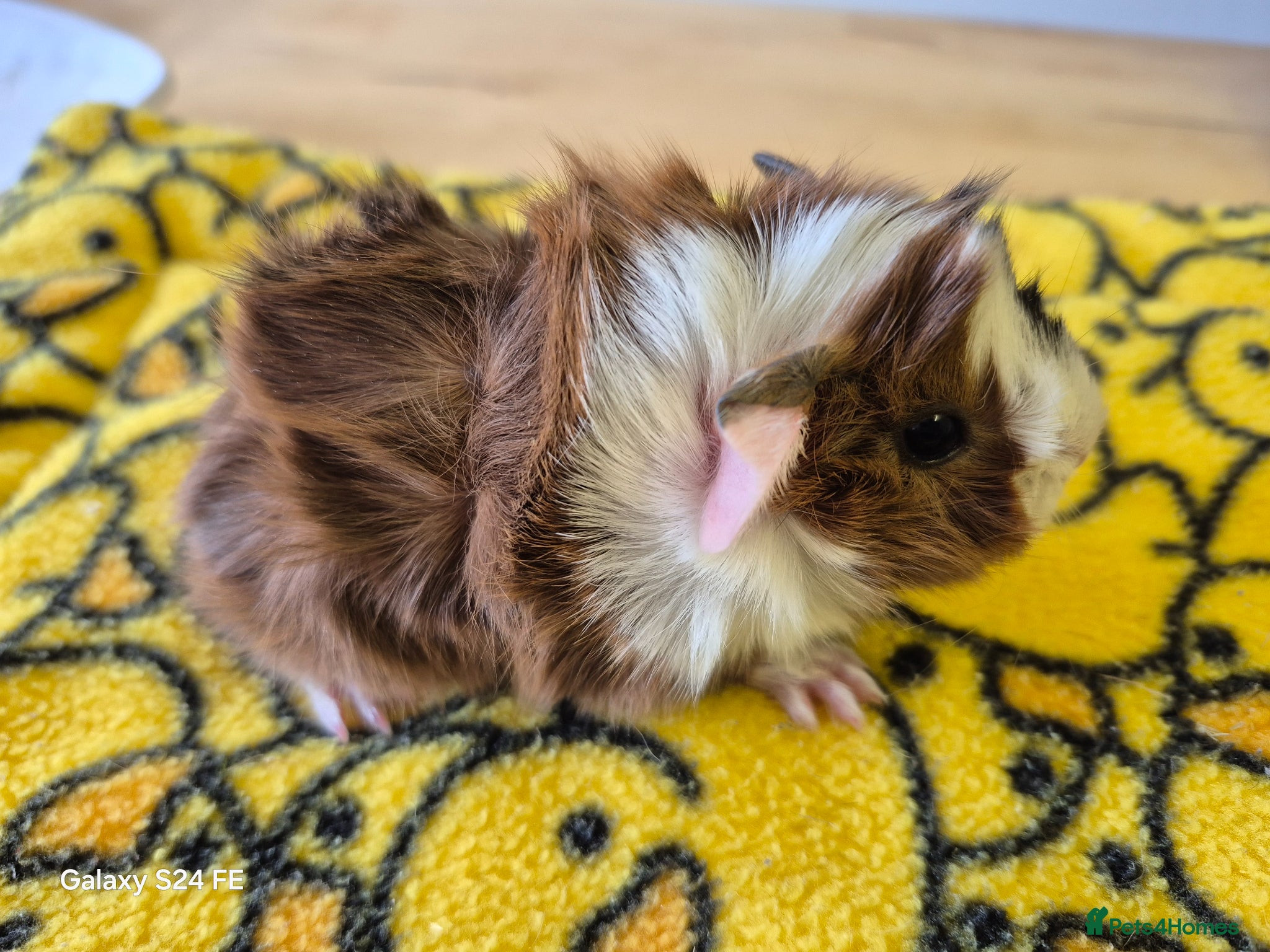 Guinea Pig rodents Guinea pigs for sale - Advert 2