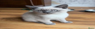 British Shorthair 1