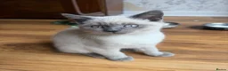 British Shorthair cats for sale: sweet gentle British Shorthair silky coat Kittens - Advert 25