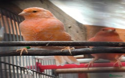 Canaries birds for sale: Young 2025 canaries  - Image 2