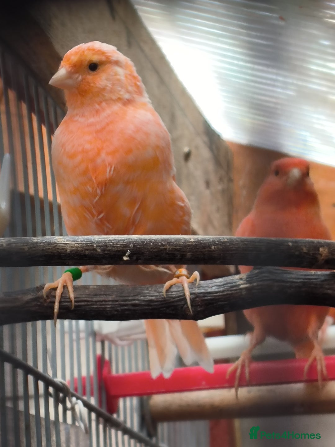 Canaries birds for sale: Young 2025 canaries  - Image 2