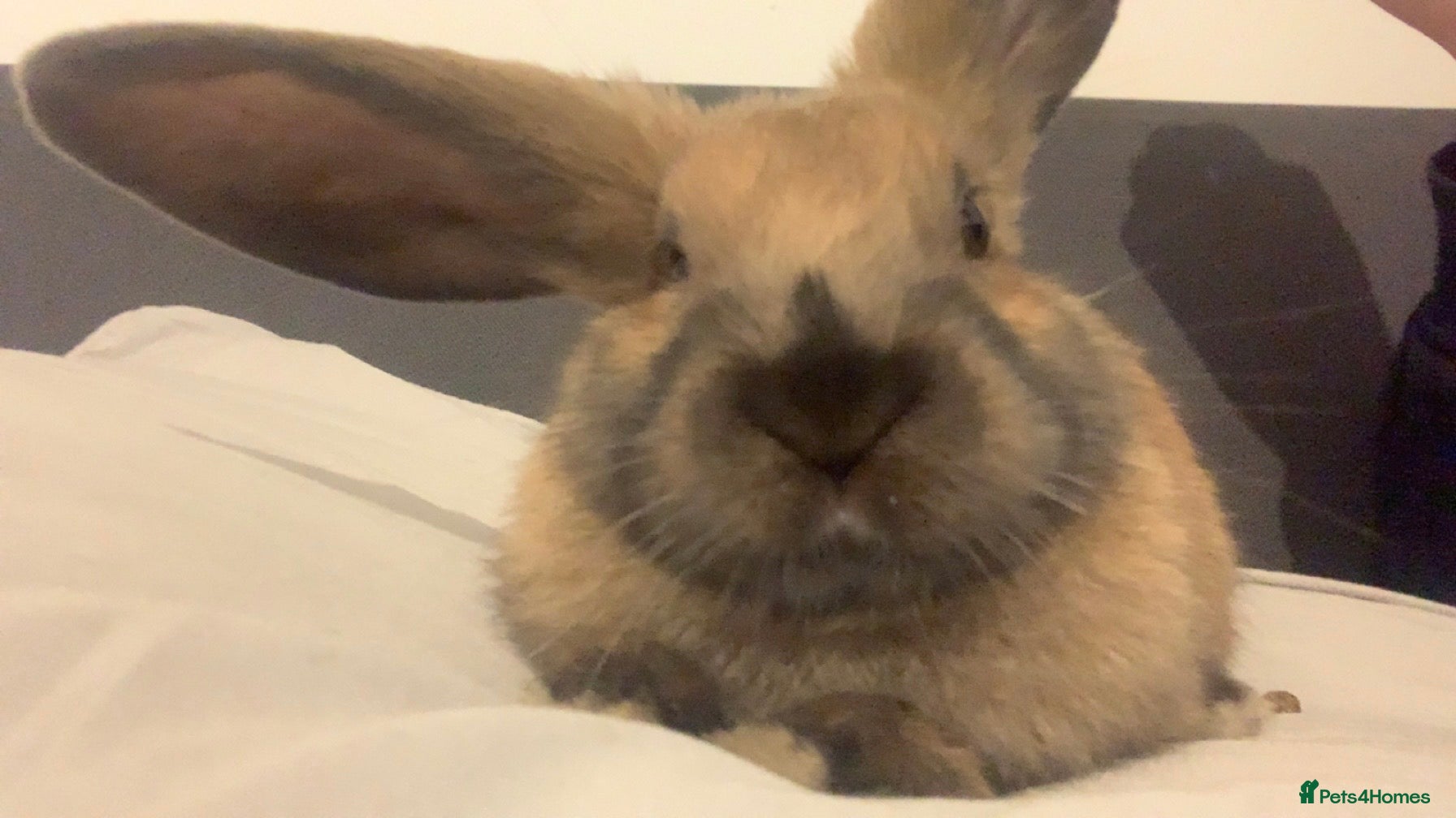 Dutch rabbits Male rabbit  - Advert 1