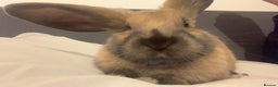 Dutch rabbits for sale: Male rabbit  - Advert 1