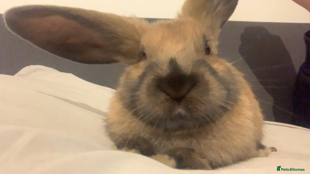 Dutch rabbits for sale: Male rabbit  - Advert 1