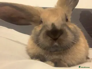 Dutch rabbits Male rabbit - Advert 10