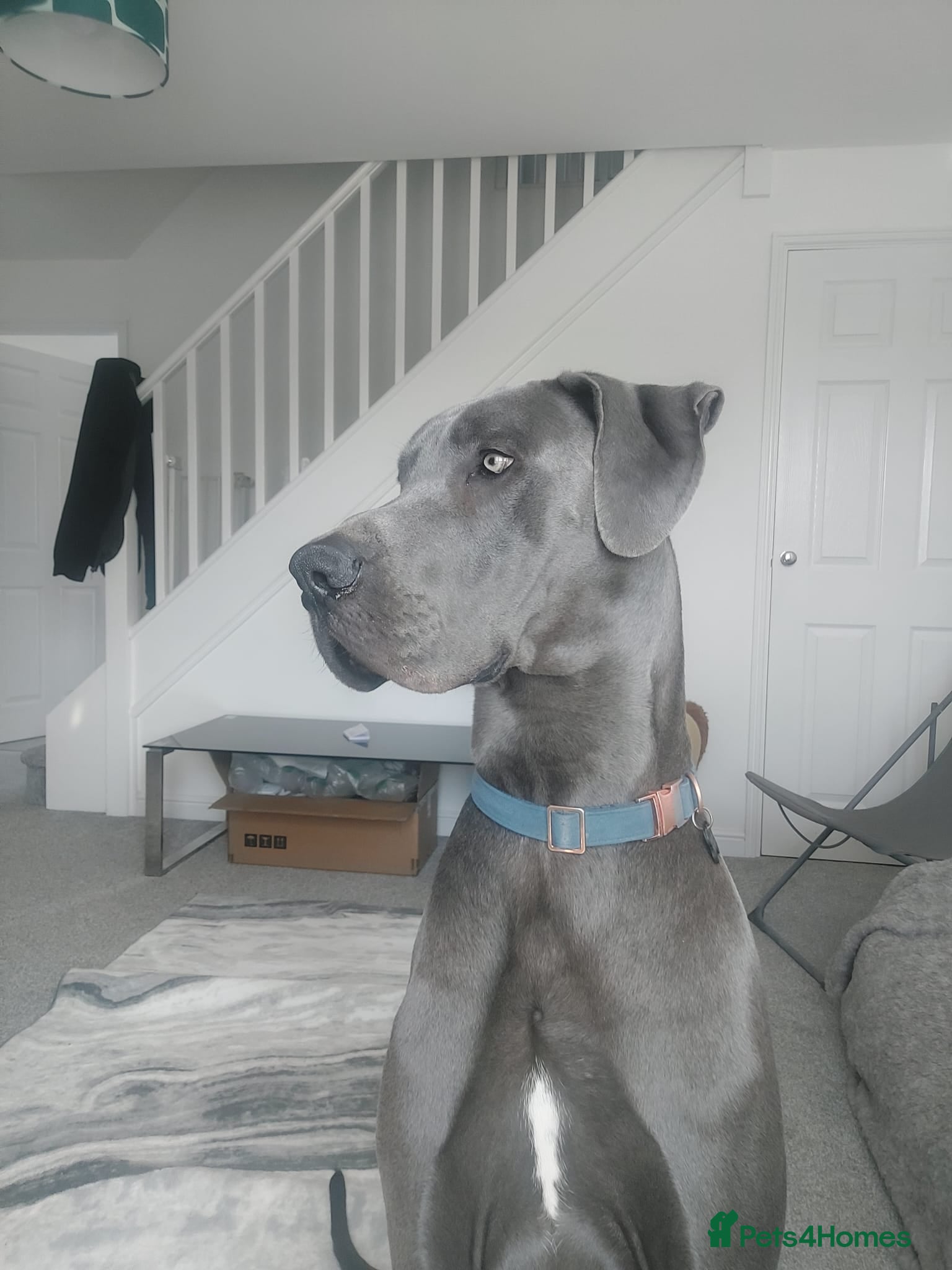 Great Dane dogs Great Dane for stud in Chesterfield - Advert 2