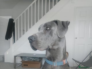 Great Dane dogs in Chesterfield - Advert 1