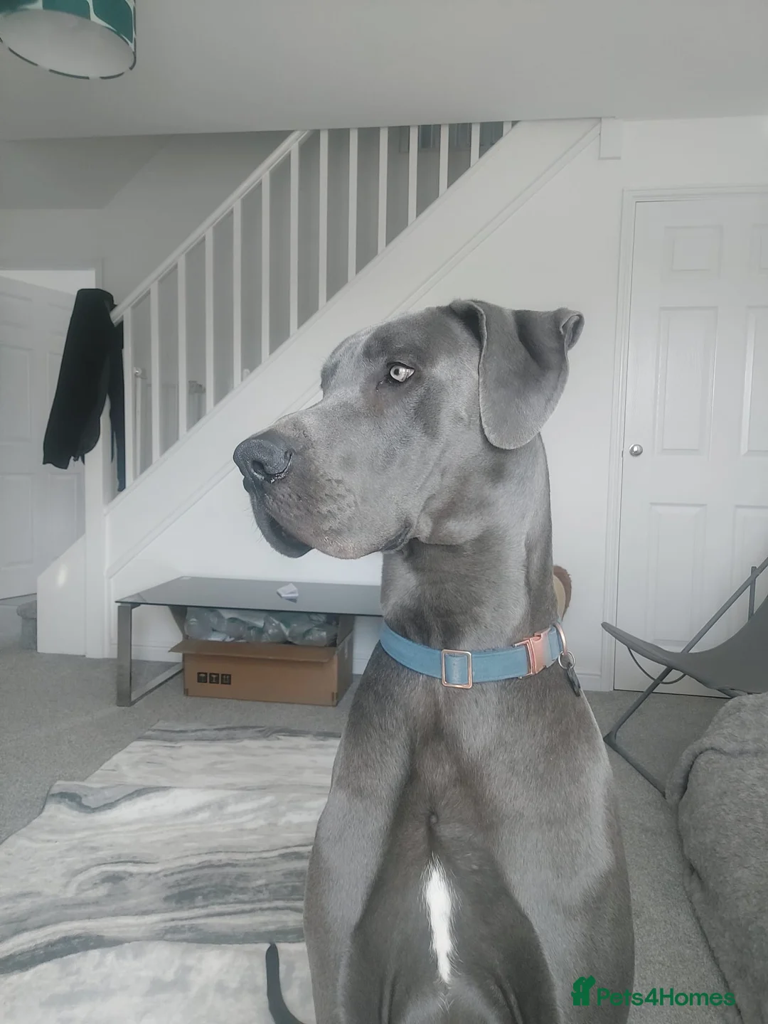 Great Dane dogs for stud: Great Dane for stud in Chesterfield - Advert 2