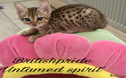 Savannah cats for sale: Britishpride F7 Savannah Kittens Male and female  - Image 3