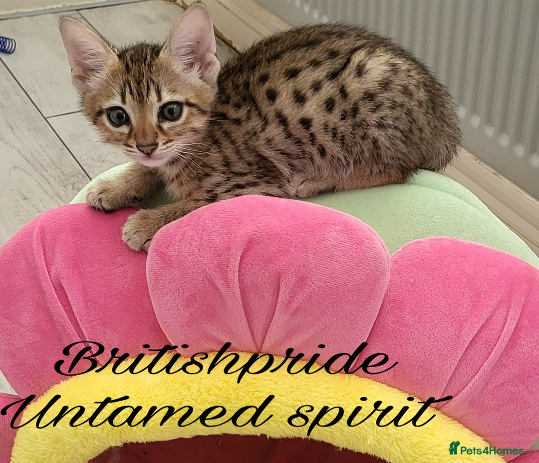 Savannah cats for sale: Britishpride F7 Savannah Kittens Male and female  - Image 3