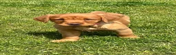 Labrador Retriever dogs for sale: Stunning litter of Fox red puppies  - Advert 14
